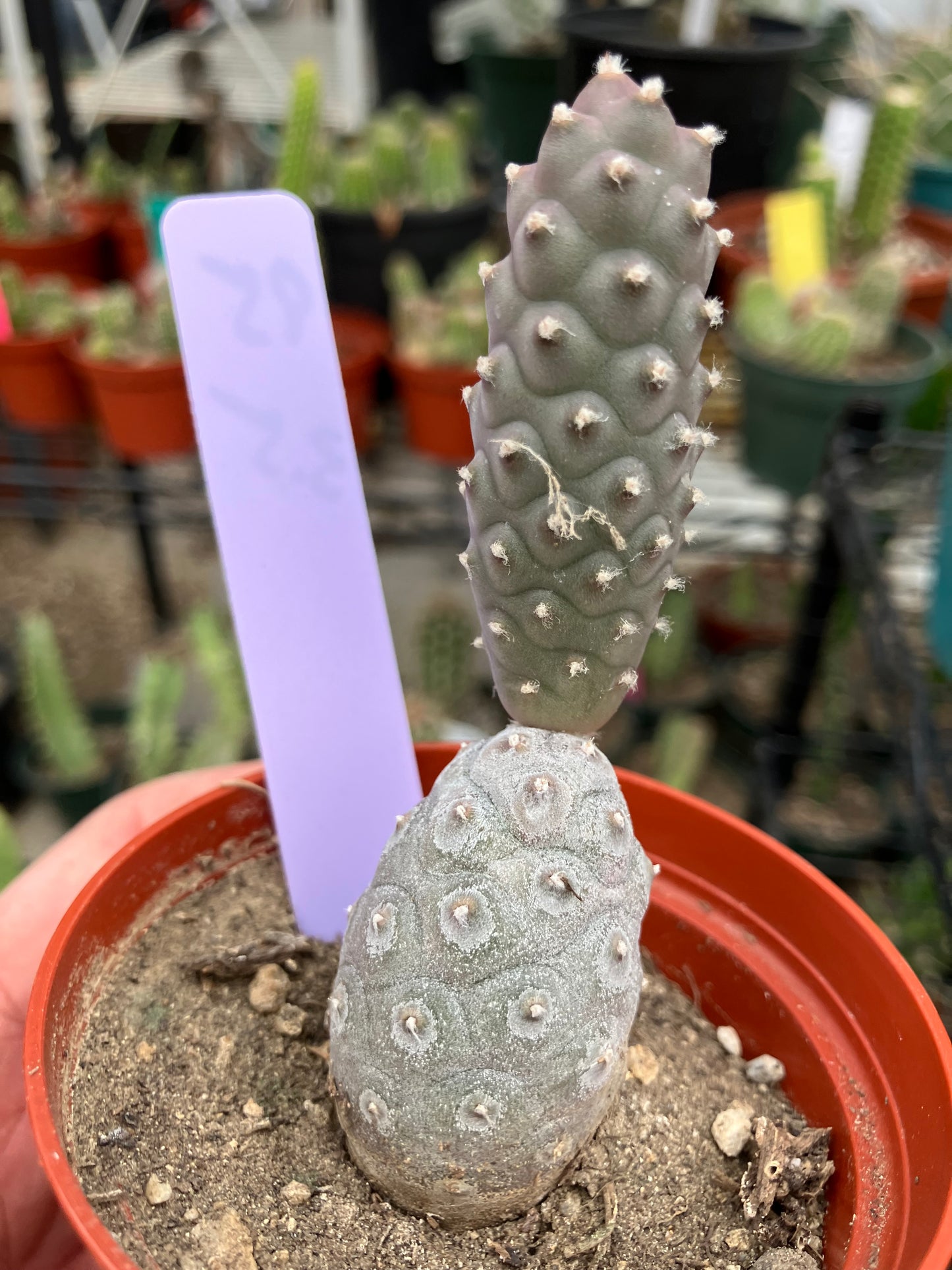 Pine Cone Cactus Tephrocactus~ articulatus var. diadematus Pinecone 3.5”Tall #95Pu