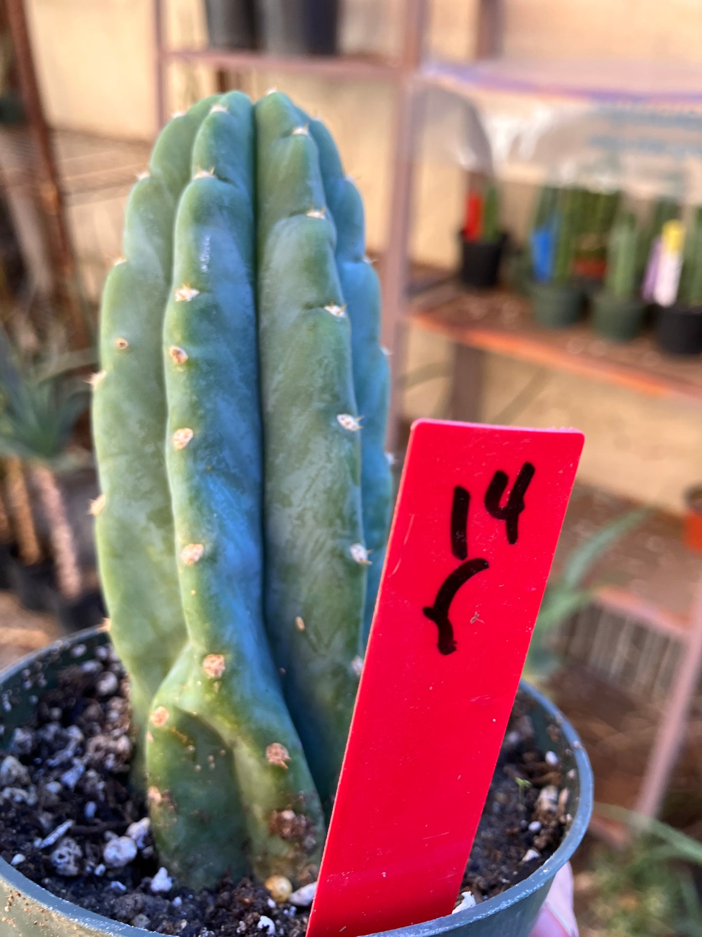 San Pedro Cactus - Trichocereus pachanoi 5"Tall #14R