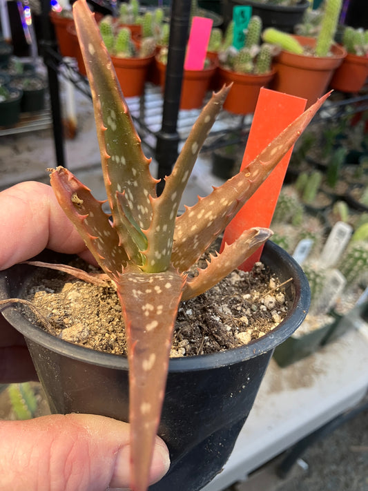 Aloe Hybrid Night Sky Reddens with Extreme temps 3"Wide This Exact Plant #12R