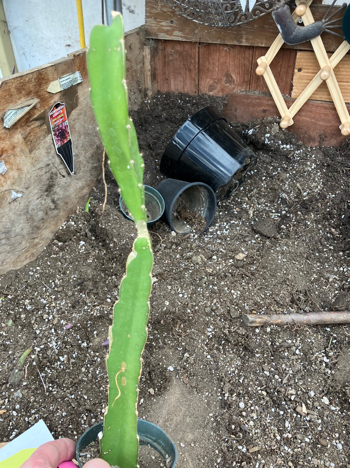 Dragon Fruit Plant Rooted Pitaya or Pitahaya 16" Tall #69P