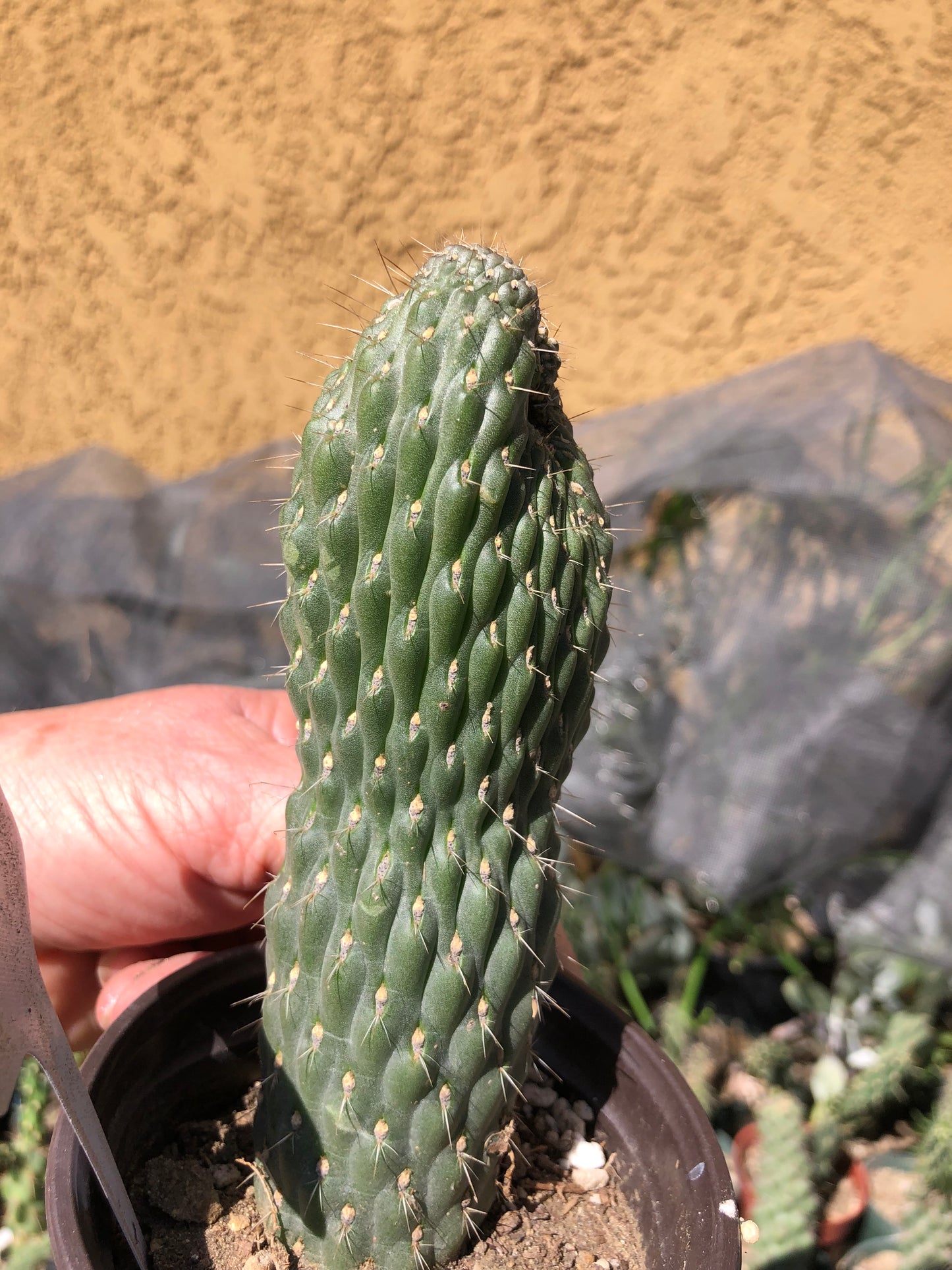 Cylindropuntia fulgida Cholla Boxing Glove Cactus Crest 3"Tall #W