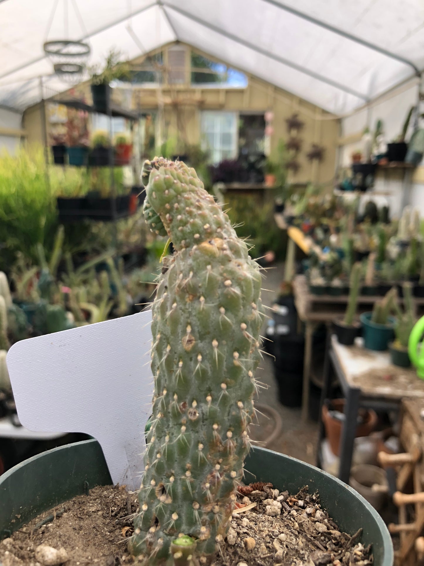 Cylindropuntia fulgida Cholla Boxing Glove Cactus Crest 4"Tall #10W