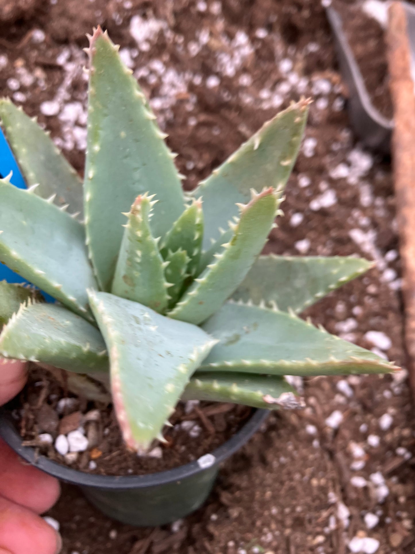 Aloe Brevifolia Short Leaf Aloe Succulent 5" Wide #18B