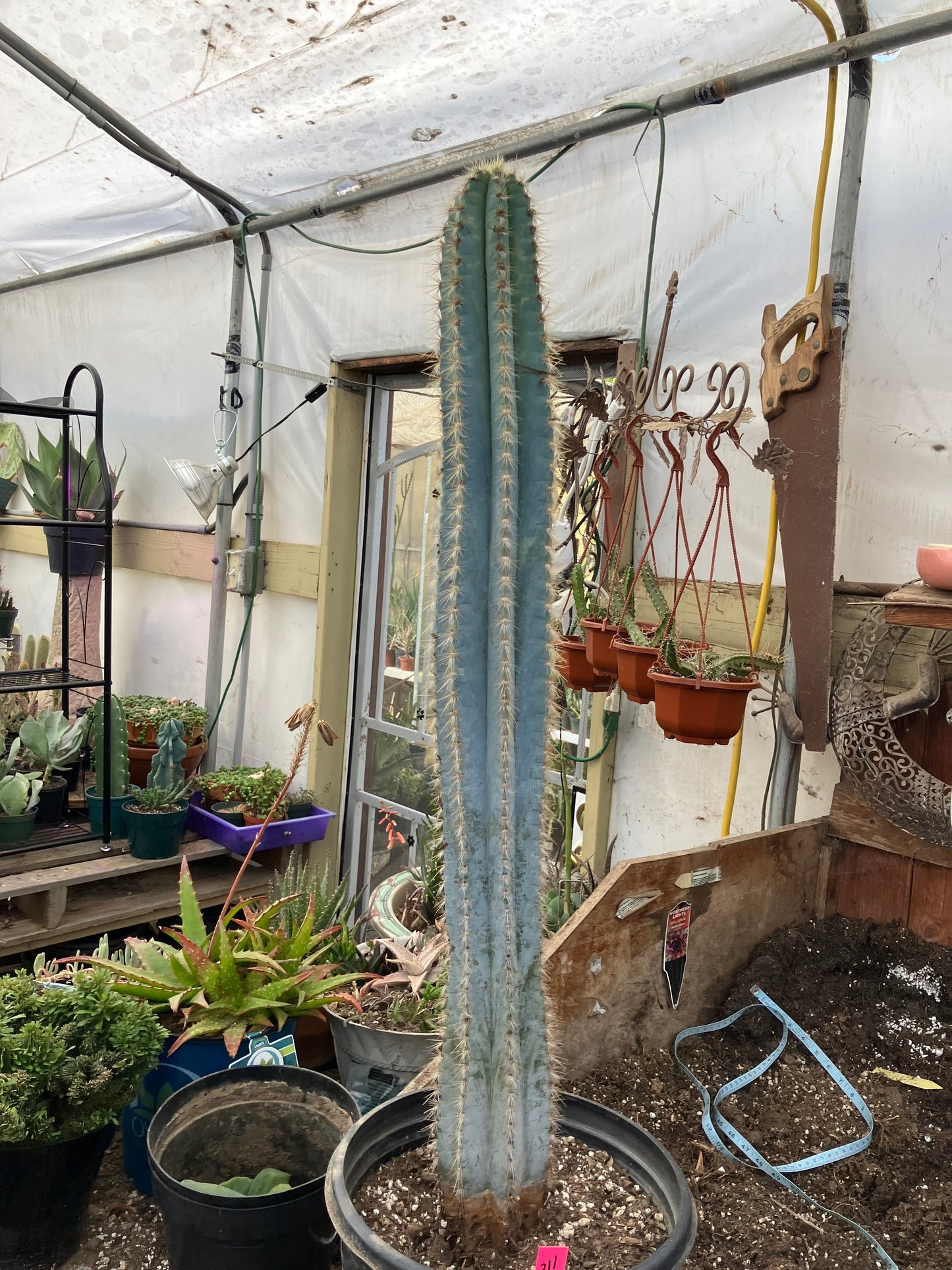 Pilosocereus Blue Azureus Cactus 31" Tall 11.25"Circumference #311P