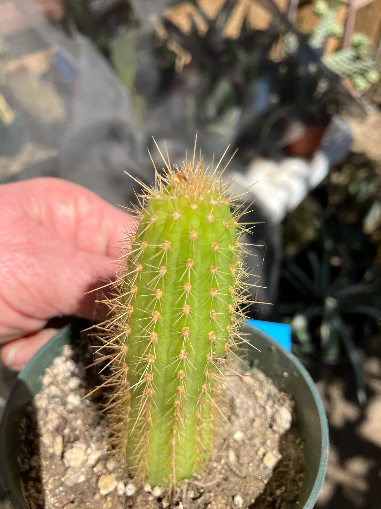 Vatricania ~ guentheri 4" Tall Beautiful Columnar Cactus #9B