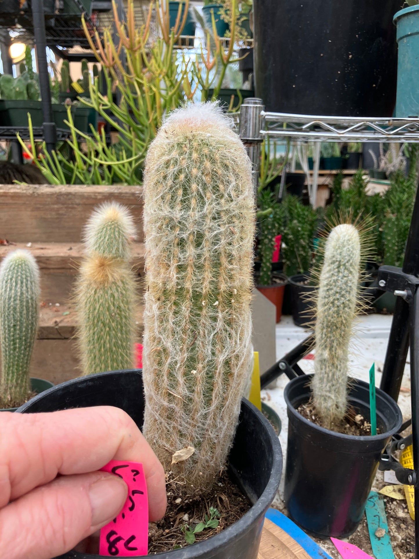 Espostoa lanata Old Man of the Mountain 9.5"Tall 8"Circumference #5P