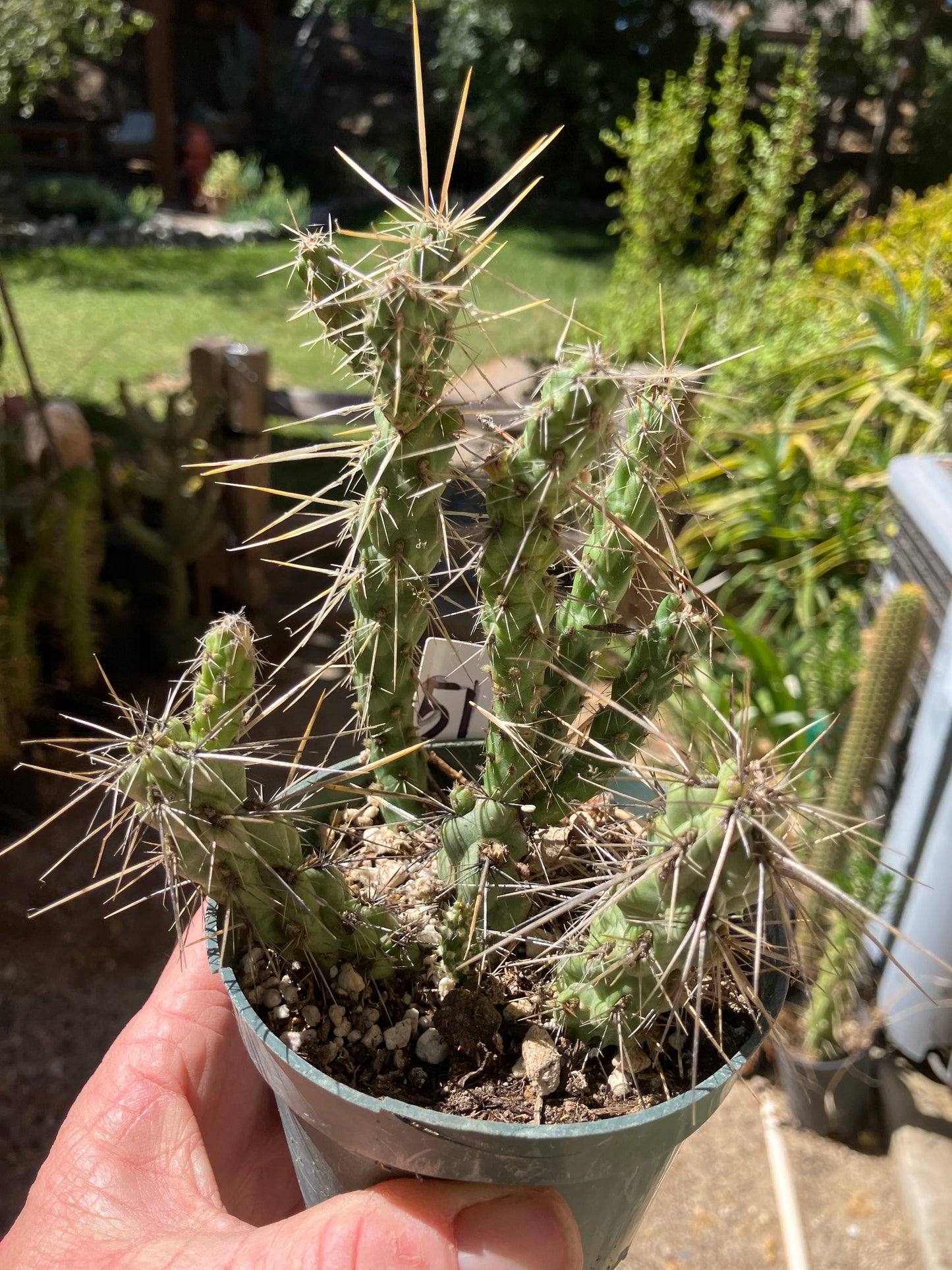 Cholla Cylindropuntia Buckhorn Cactus 5”Tall #51W