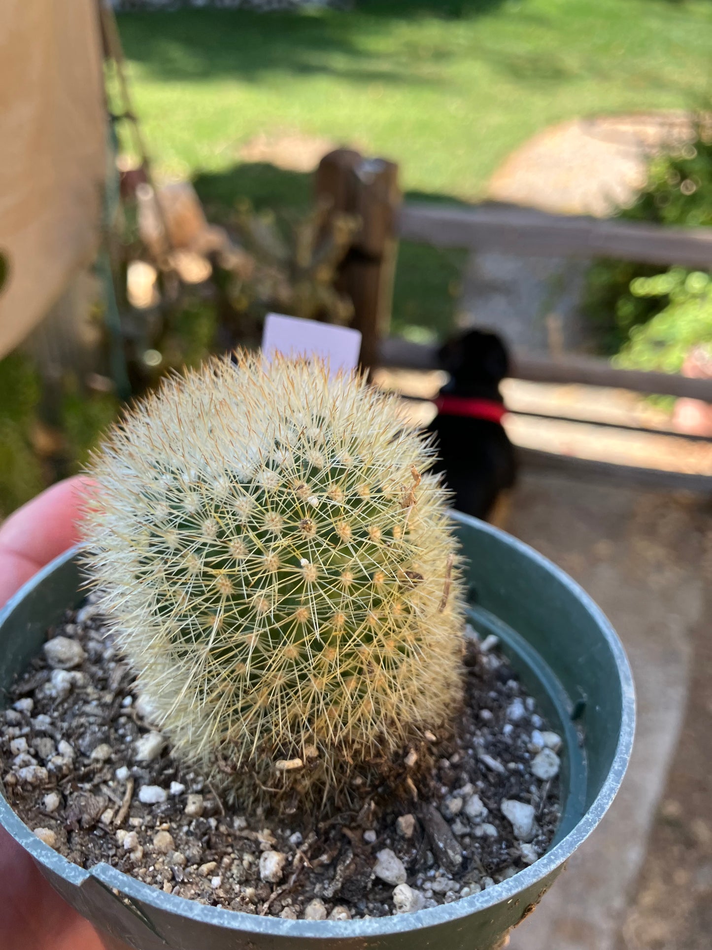 Notocactus Parodia scopa Silver Ball/Snowball Cactus 2.5" Tall #52W