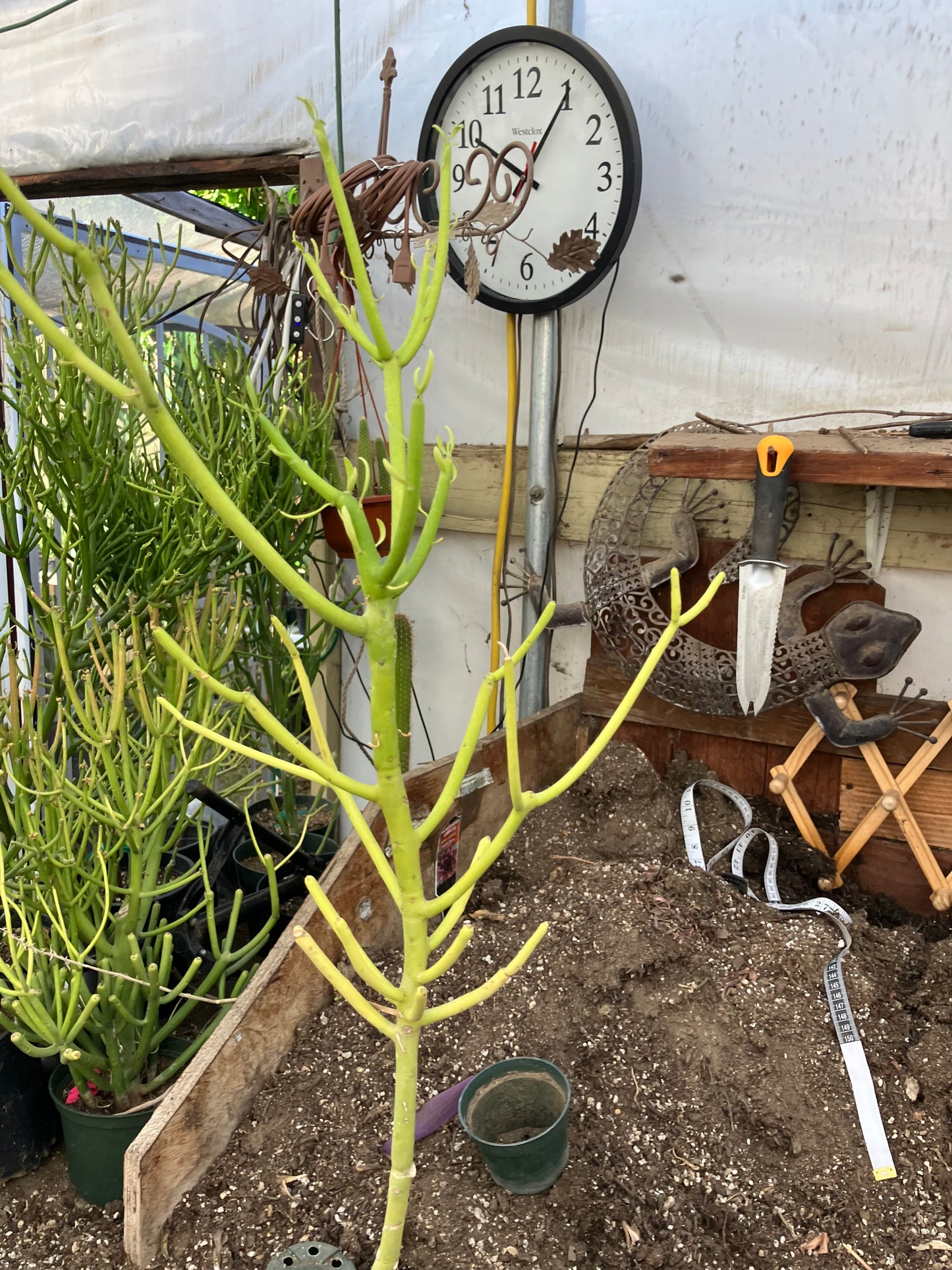 Euphorbia tirucalli Pencil Cactus/Succulent 30"Tall 9"Wide #312Y