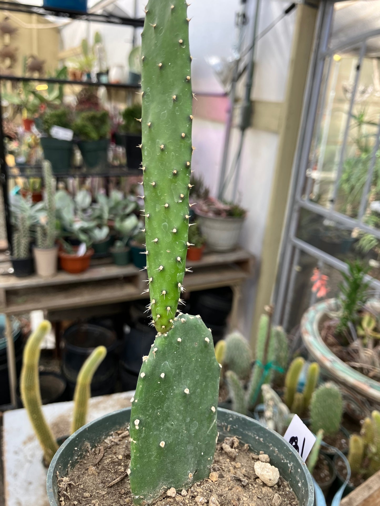 Opuntia Emerald wave Cactus 8”Tall #91W