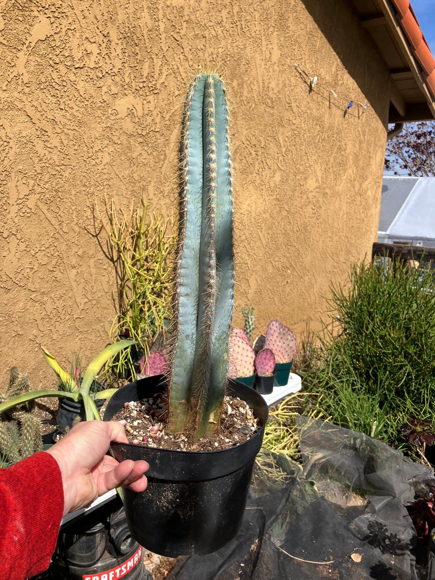 Pilosocereus Blue Azureus Cactus 17" Tall 10"Circumference #171Y