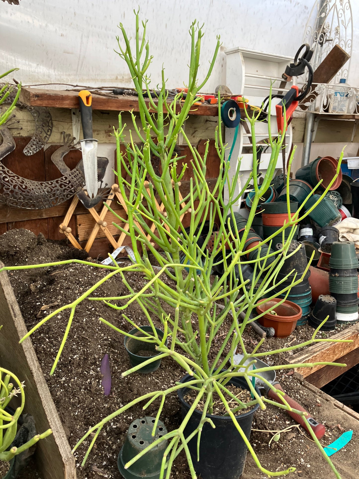 Euphorbia tirucalli Pencil Cactus/Succulent 31"Tall 19"Wide #11G
