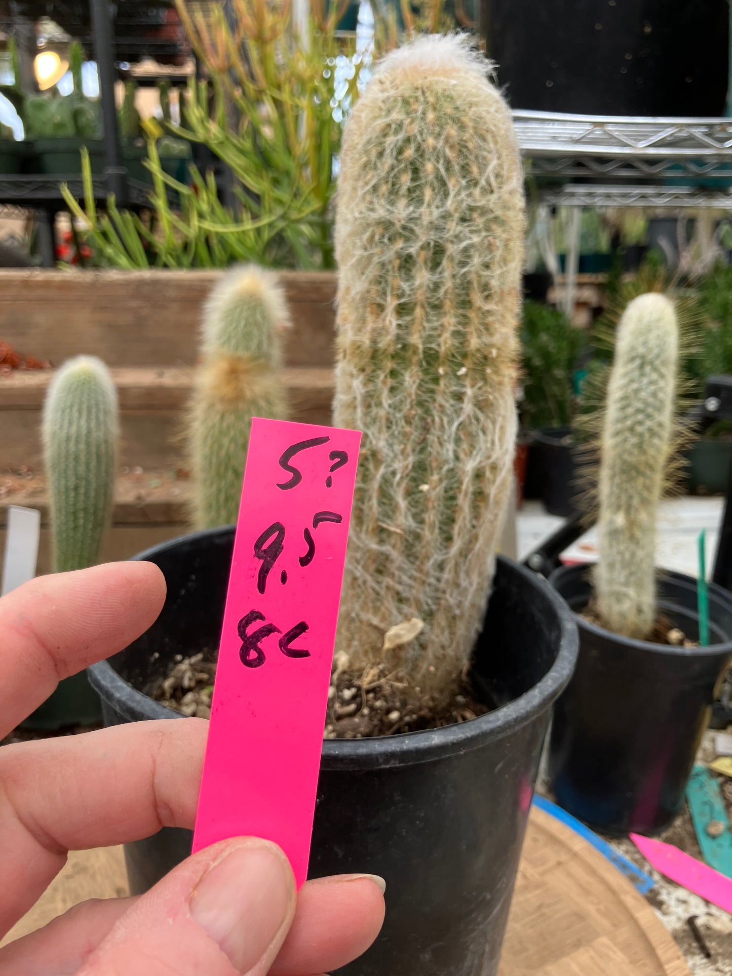 Espostoa lanata Old Man of the Mountain 9.5"Tall 8"Circumference #5P