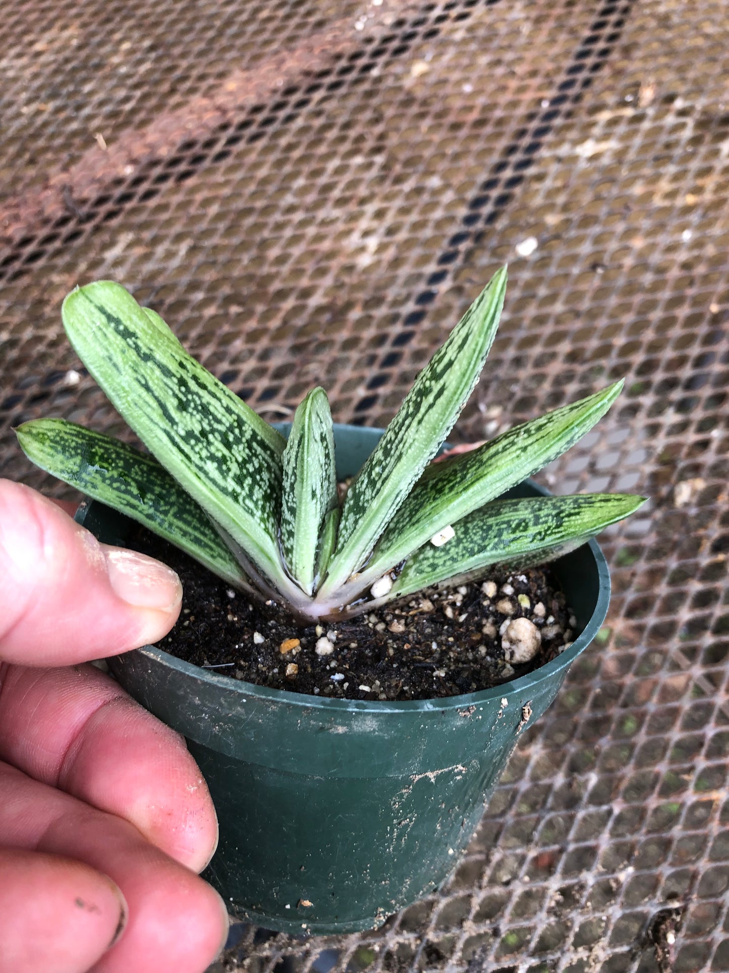 Gasteria Little Warty 3.5”W