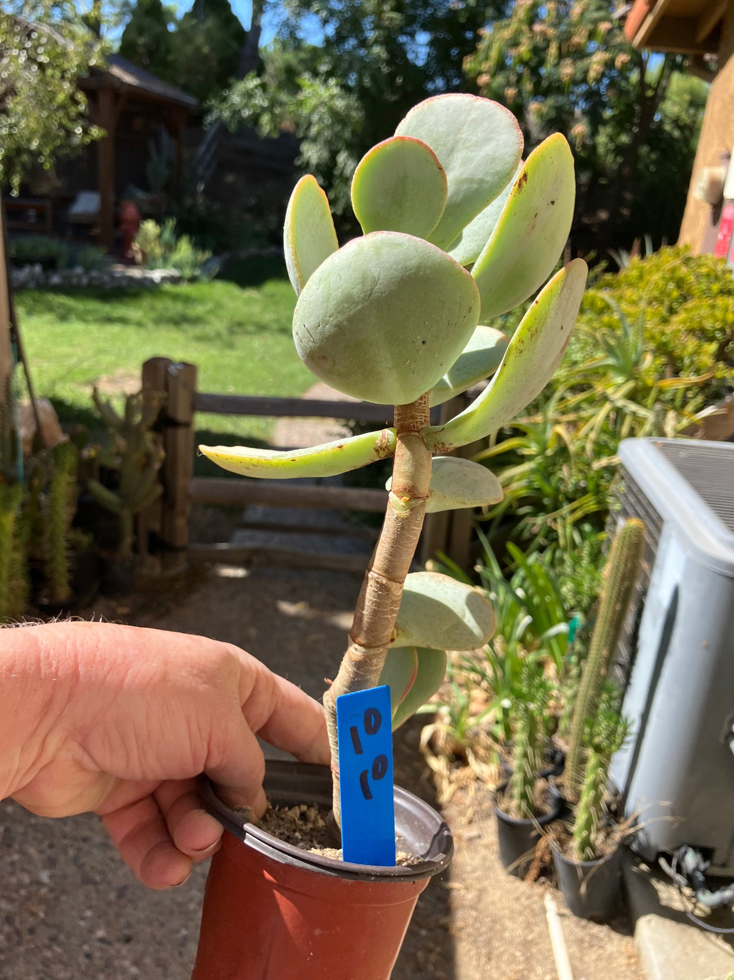 Crassula arborescens Silver Dollar 10"Tall #10B