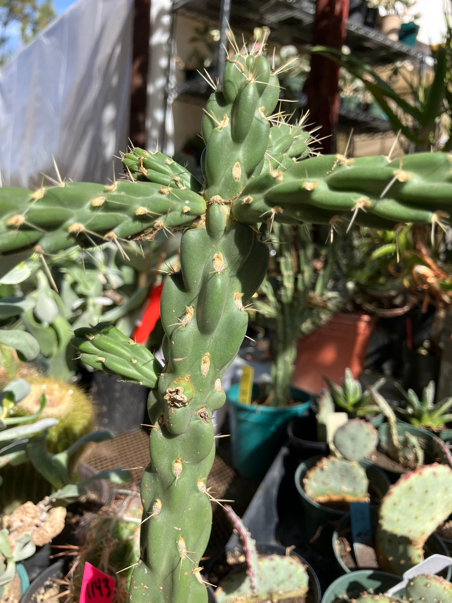 Cholla Cylindropuntia Buckhorn Cactus 13”Tall #13G