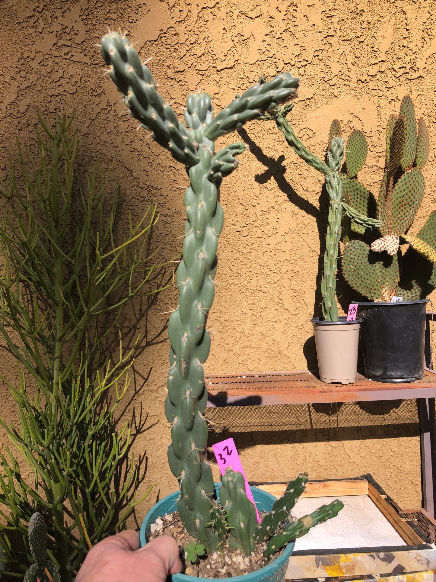 Cholla Cylindropuntia  Buckhorn 16”Tall #32P