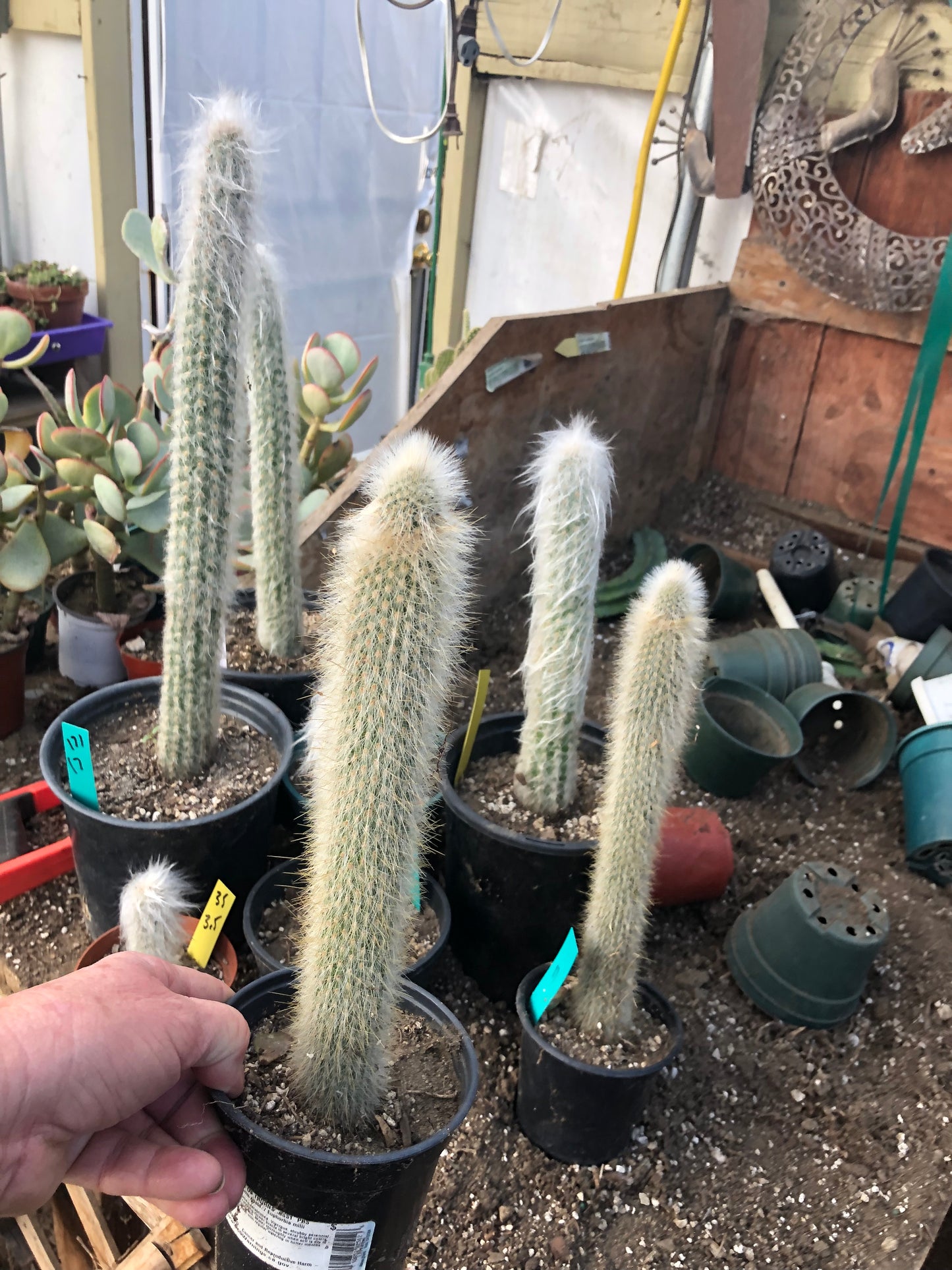 Cleistocactus Strausii Silver Torch Cactus 11”Tall #11W