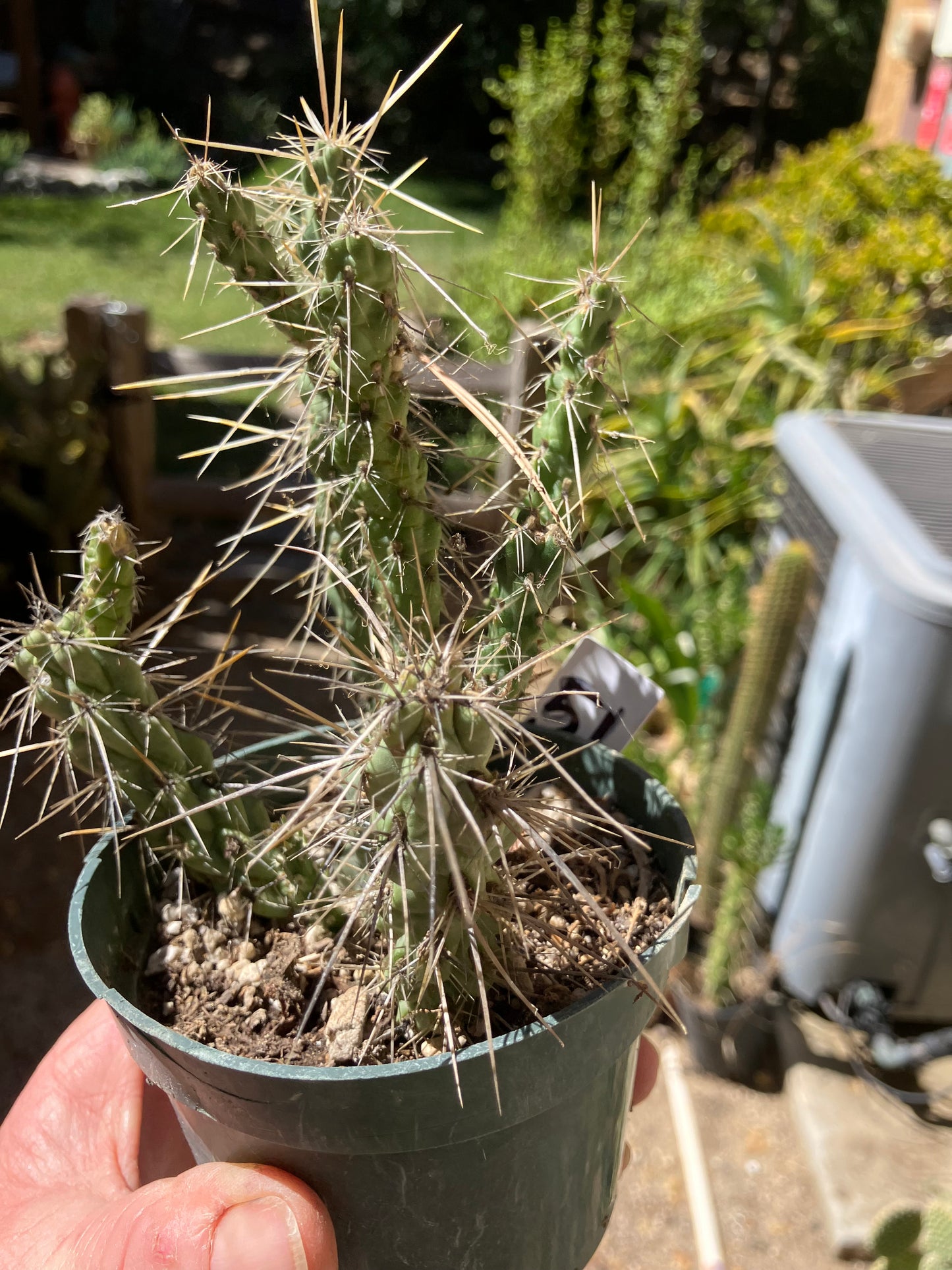 Cholla Cylindropuntia Buckhorn Cactus 5”Tall #51W