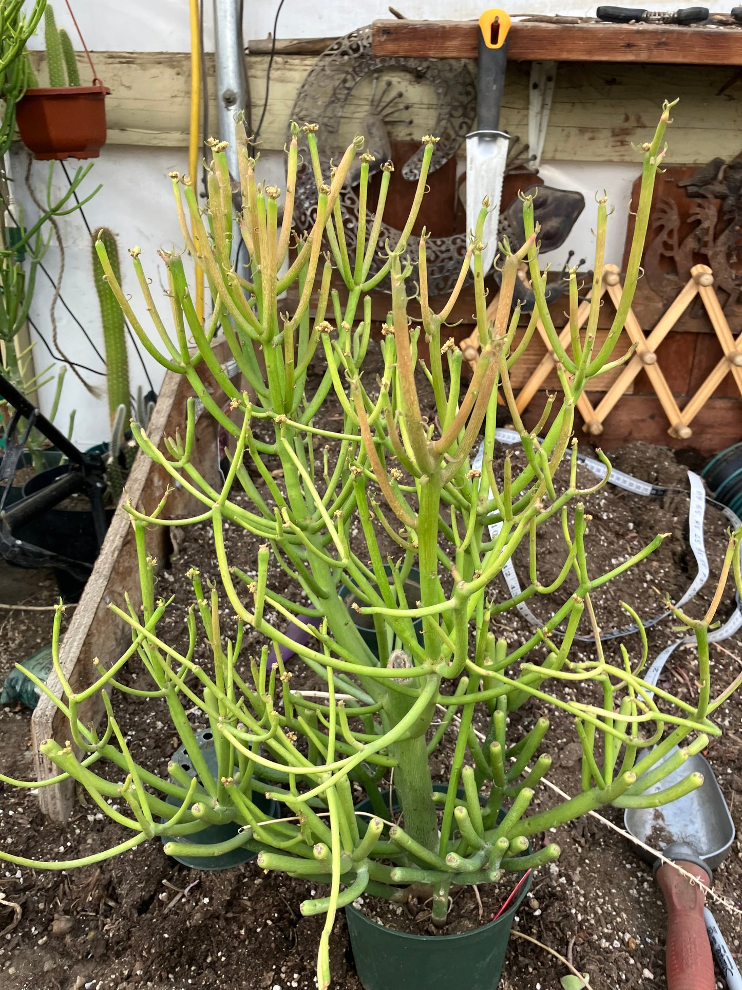 Euphorbia tirucalli Fire Stick 38"Tall 21"Wide #1R