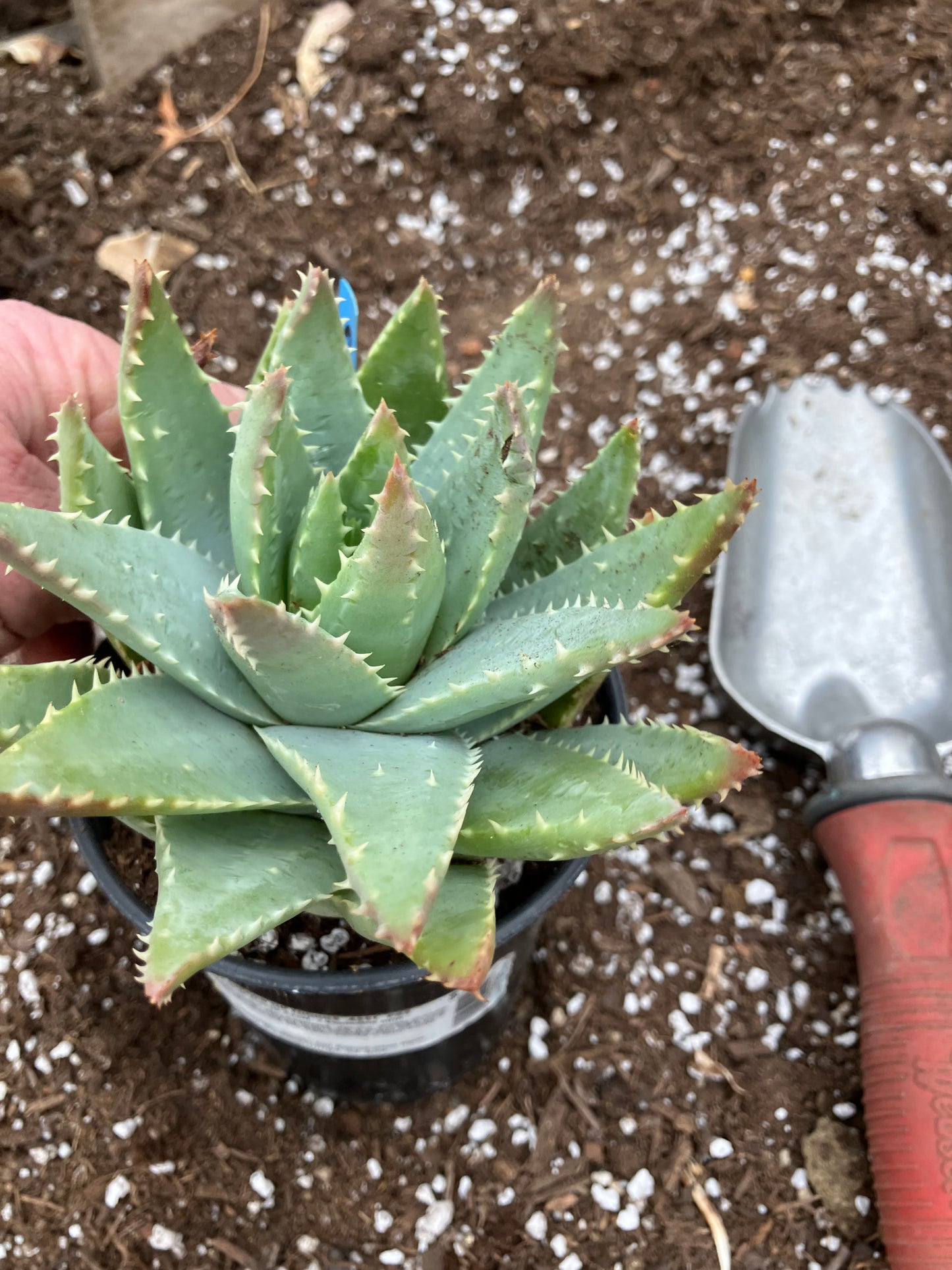Aloe Brevifolia Short Leaf Aloe Succulent 7" Wide #21G