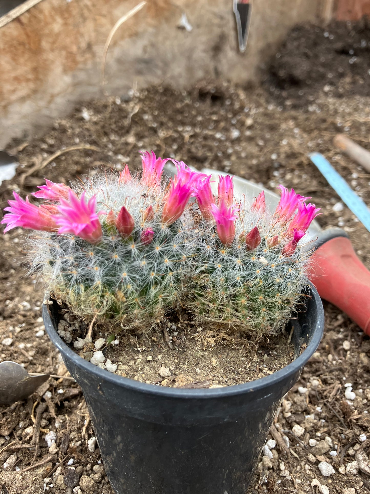 Mammillaria bocasana rosalviflora Powder Puff Cluster 3.5"W #041G"This Plant"