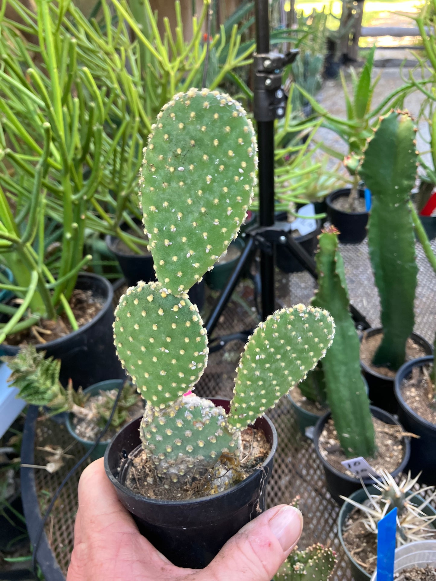 Opuntia microdasys Off White Bunny 8"Tall #8P