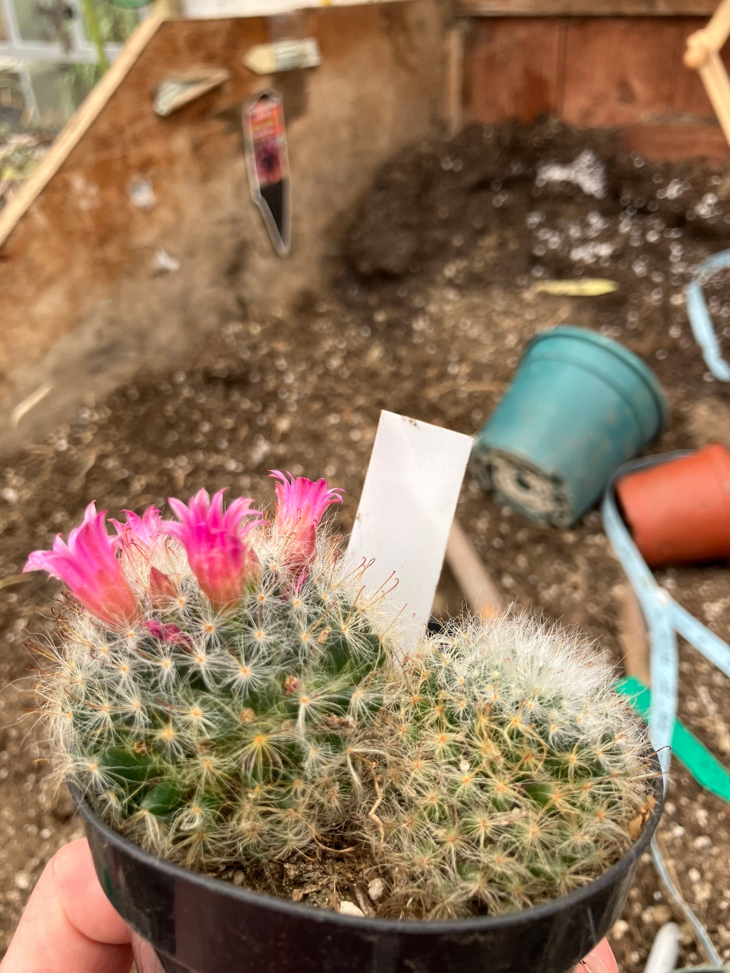 Mammillaria bocasana rosalviflora Powder Puff Cluster 4"W #47W"This Plant"