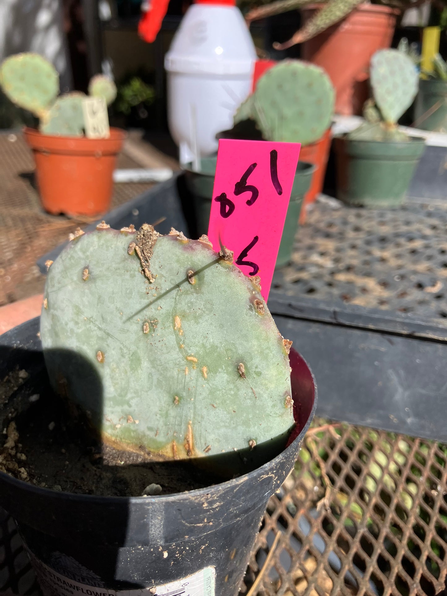 Opuntia Santa Rita Purple Prickly Pear 2.5”Tall #051P