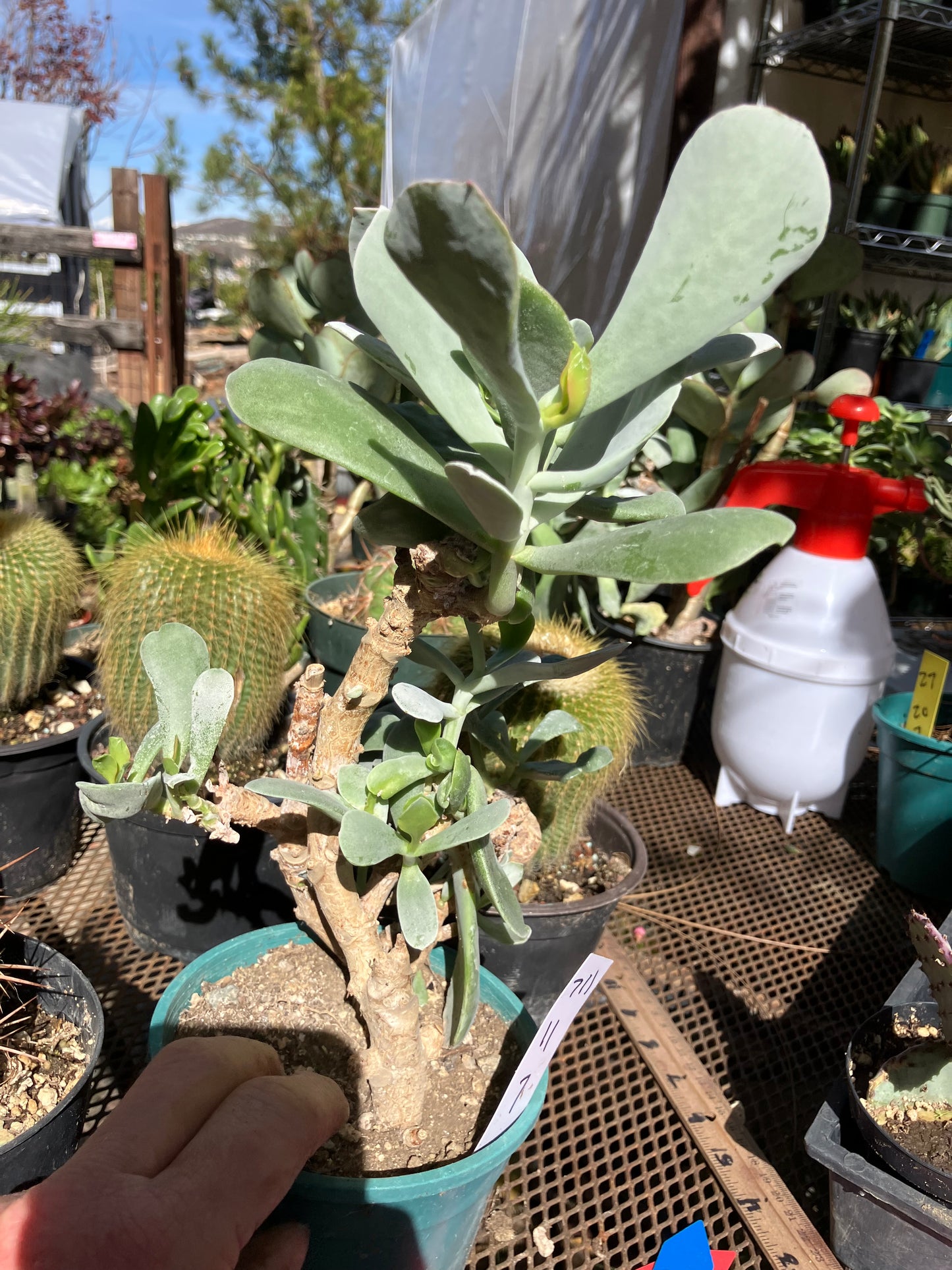 Cotyledon Silver Waves Succulent 11"Tall 7" Wide #711W