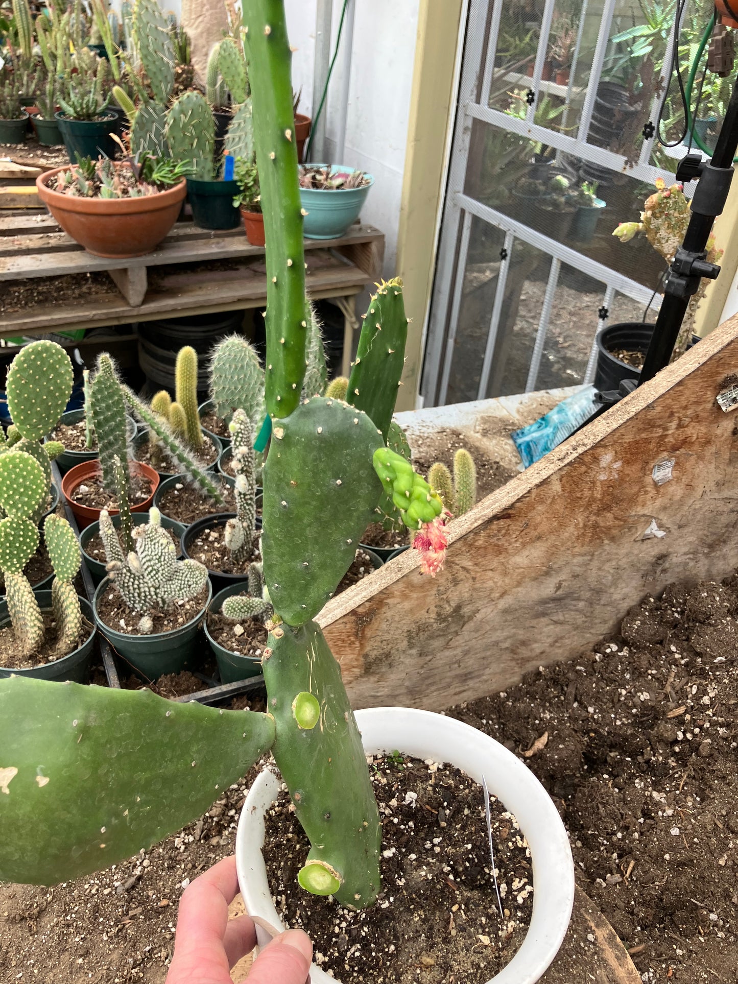 Opuntia Emerald wave Cactus 18”Tall #189W