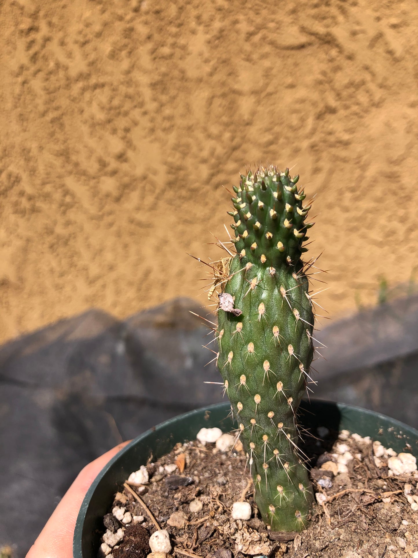 Cylindropuntia fulgida Cholla Boxing Glove Cactus Crest 3"Tall #P