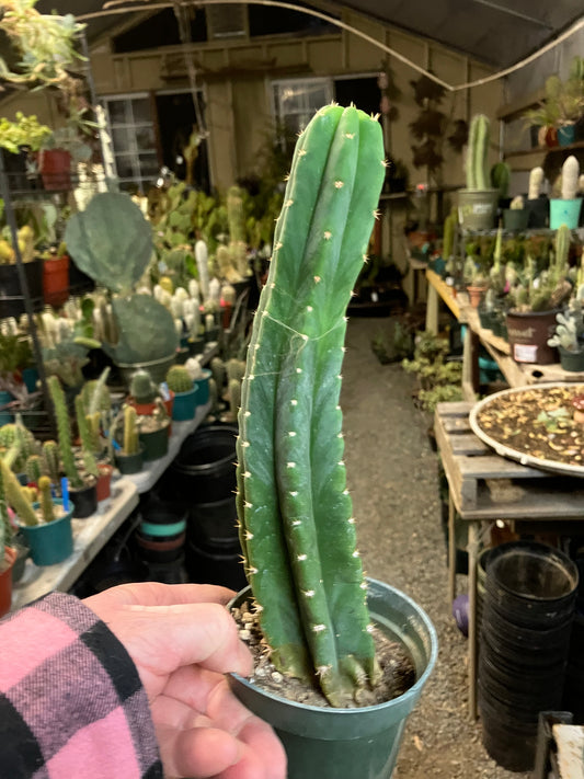 San Pedro Cactus - Trichocereus pachanoi 10"Tall #66B
