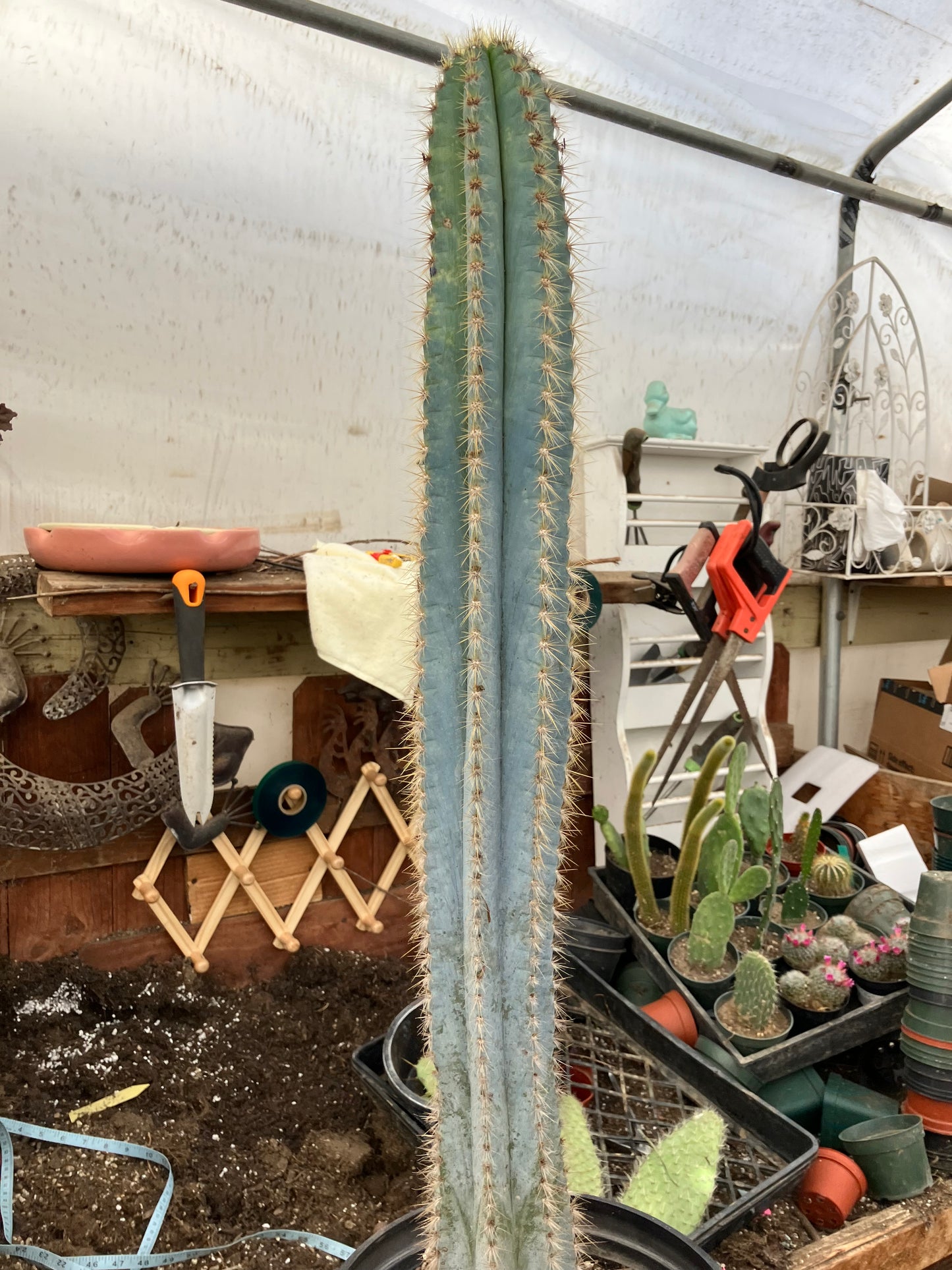 Pilosocereus Blue Azureus Cactus 31" Tall 11.25"Circumference #311P