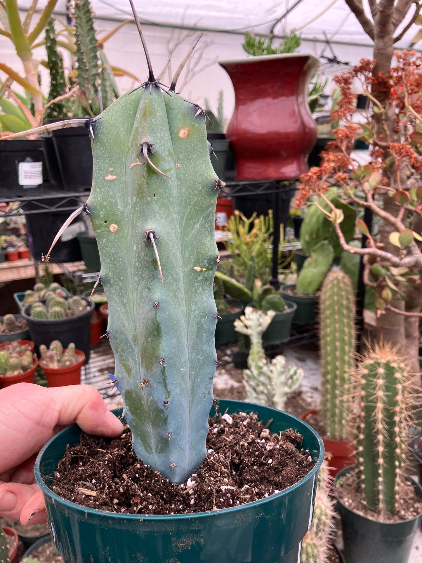 Myrtillocactus cochal Candelabra Cactus 8.5"Tall 2.5" Wide #2B