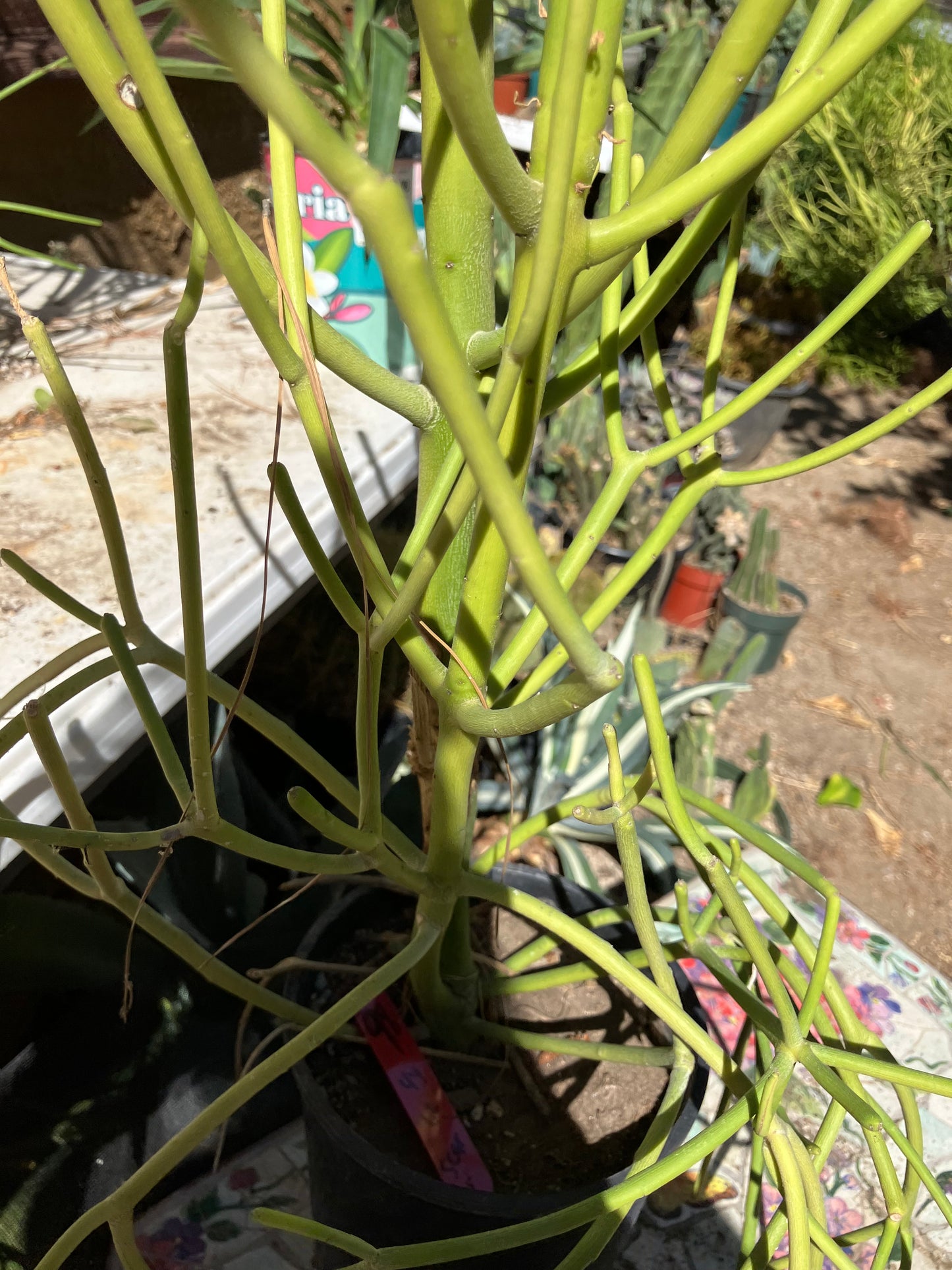 Euphorbia tirucalli Pencil Cactus/Succulent 44"Tall 12"Wide #98R
