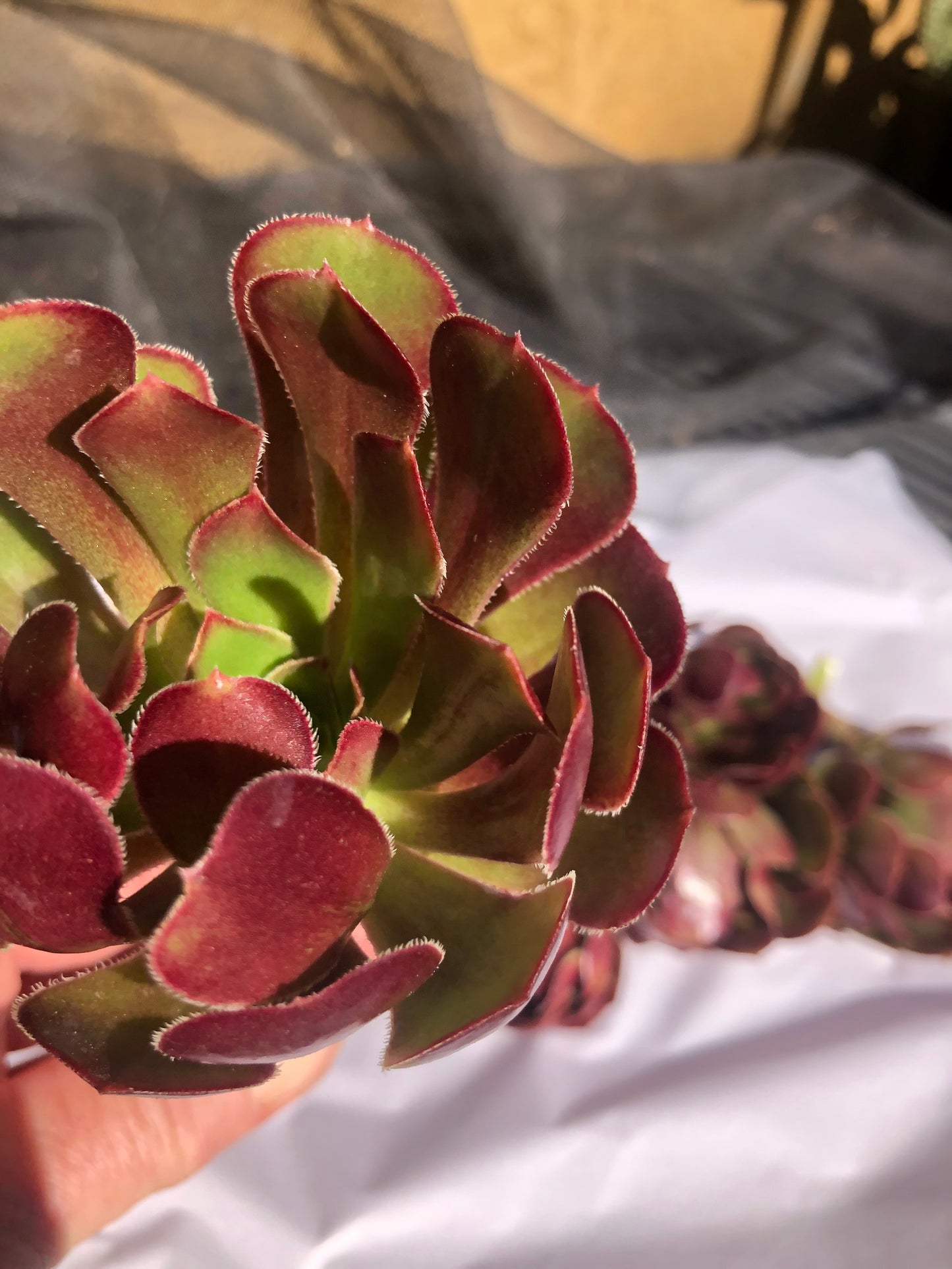 Red Aeonium "Jack Catlin" Twelve (12) Beautiful 6" Tall UnRooted Cuttings