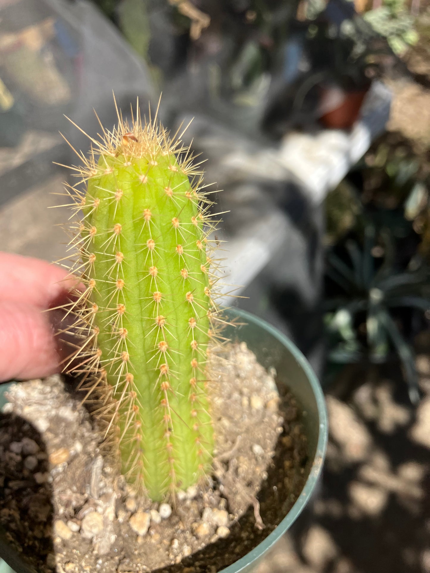 Vatricania ~ guentheri 4" Tall Beautiful Columnar Cactus #9B