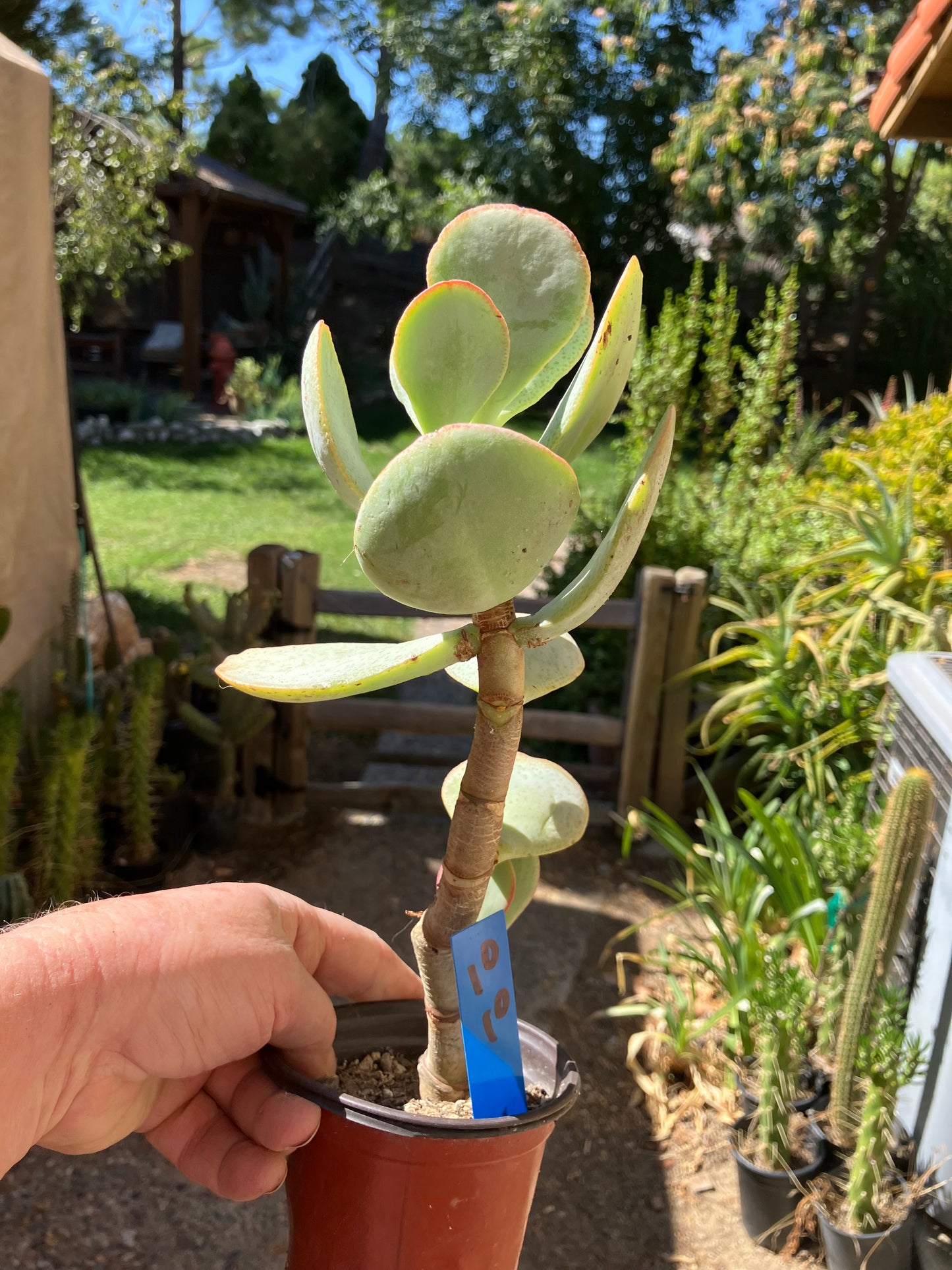 Crassula arborescens Silver Dollar 10"Tall #10B