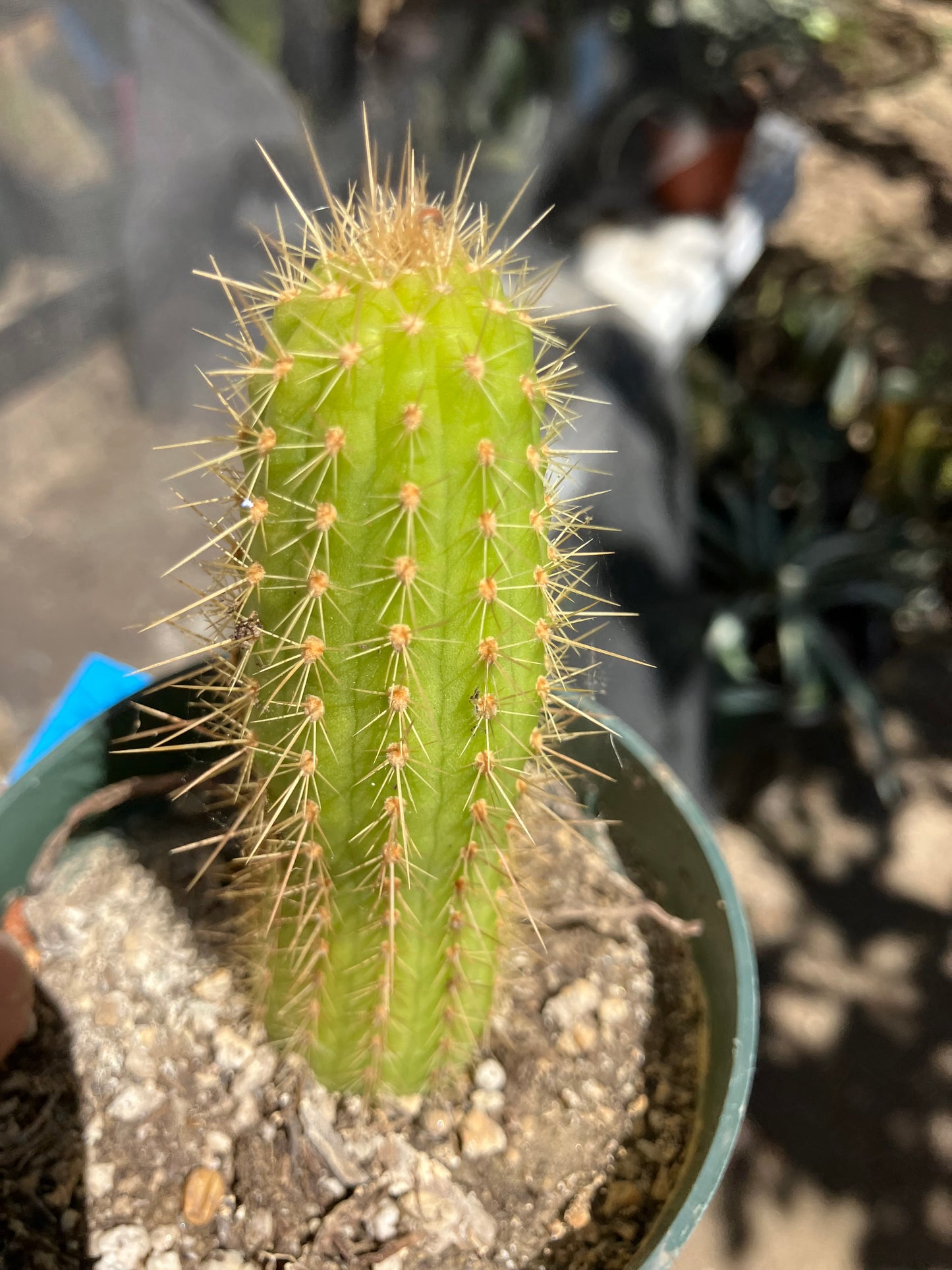 Vatricania ~ guentheri 4" Tall Beautiful Columnar Cactus #9B