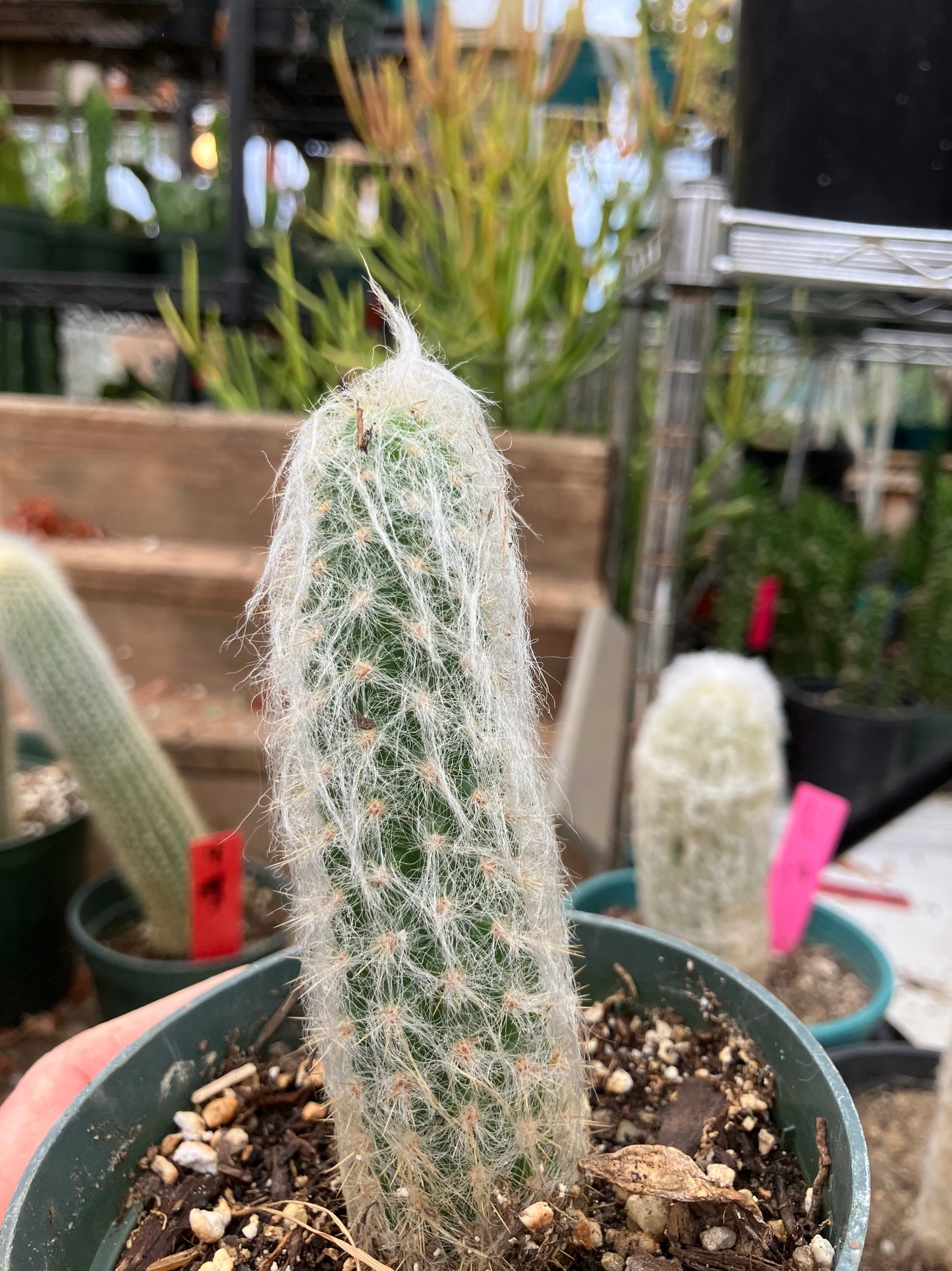 Oreocereus doelzianus Old Woman, Old Man Cactus 4"Tall #40Y