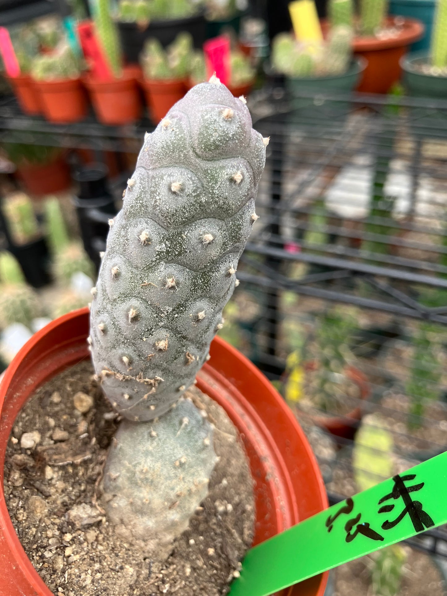 Pine Cone Cactus Tephrocactus~ articulatus var. diadematus Pinecone 3.25"Tall #20g