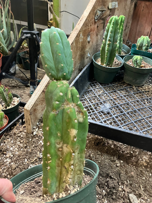 San Pedro Cactus - Trichocereus pachanoi 10"Tall #10PU