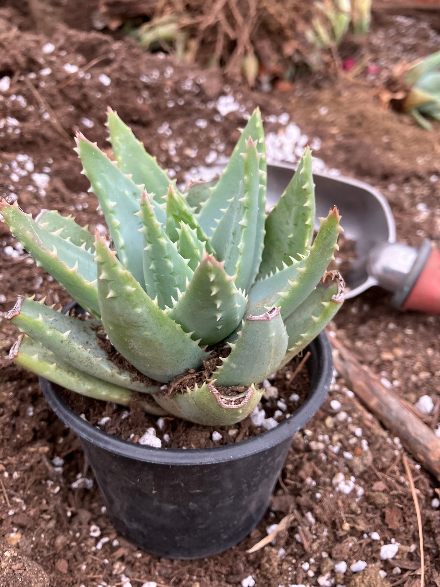 Aloe Brevifolia Short Leaf Aloe Succulent 5" Wide #18B