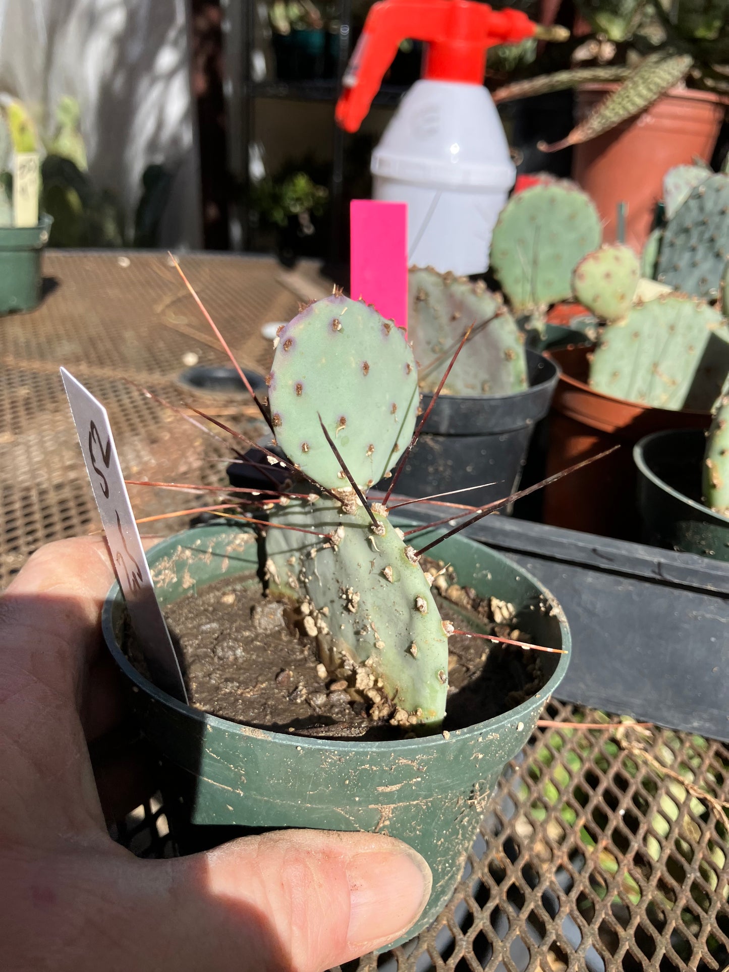 Opuntia Santa Rita Purple Prickly Pear 3.5”Tall #81W