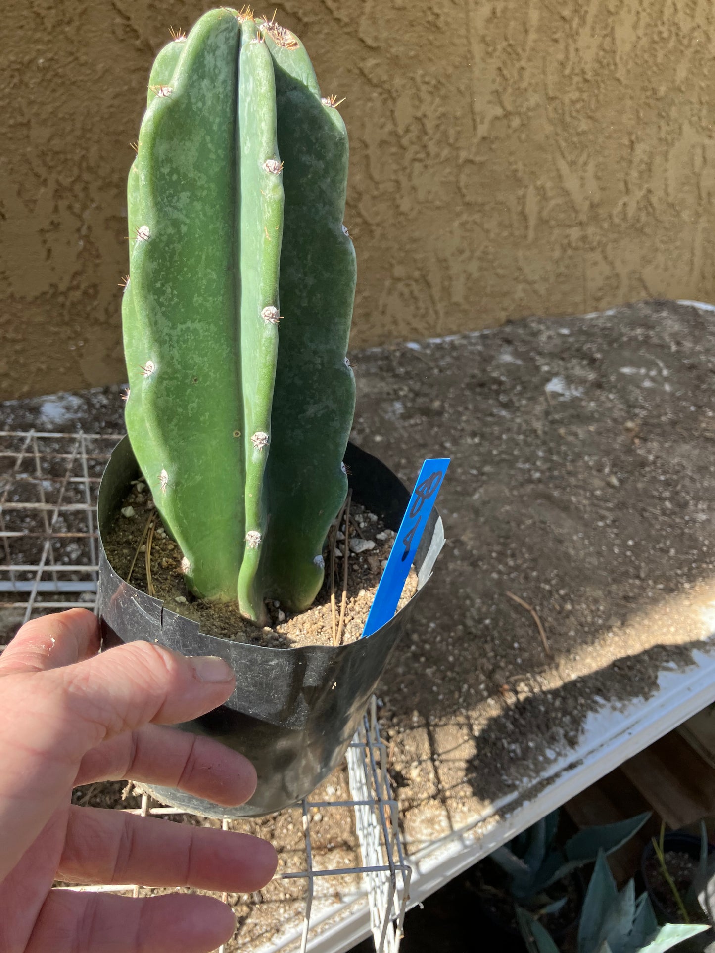 Cereus Peruvianus Night Blooming 8”Tall #80B