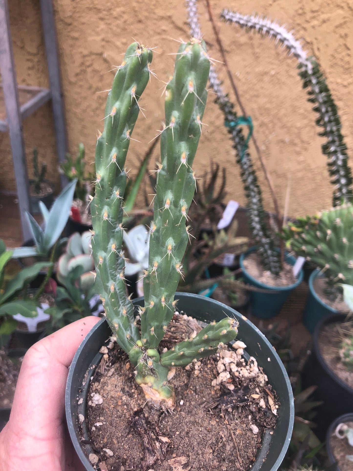 Cholla Cylindropuntia  Buckhorn 6”Tall #60P