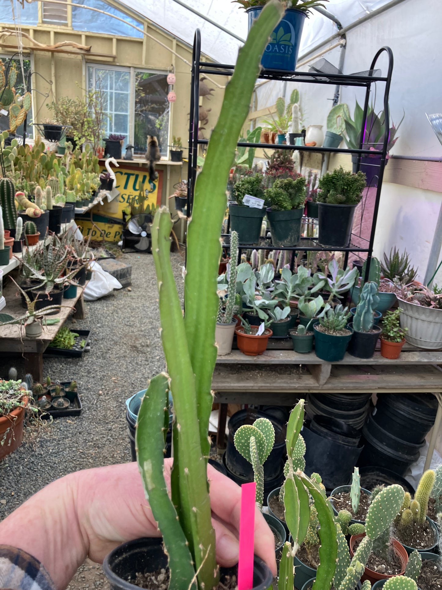 Dragon Fruit Plant Rooted Pitaya or Pitahaya 15" Tall #151P
