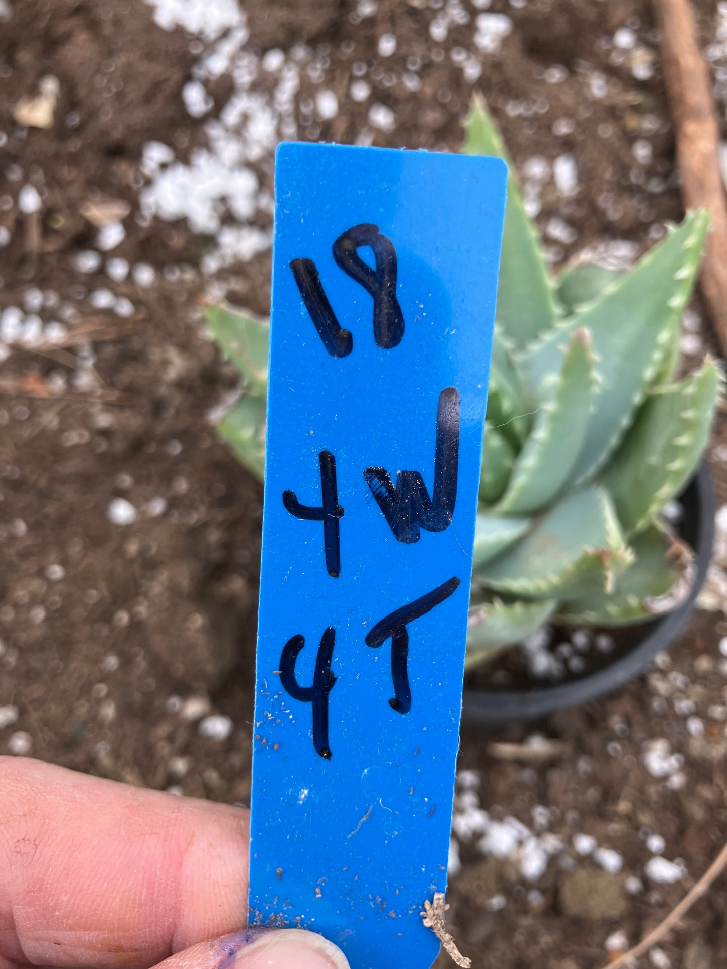 Aloe Brevifolia Short Leaf Aloe Succulent 5" Wide #18B