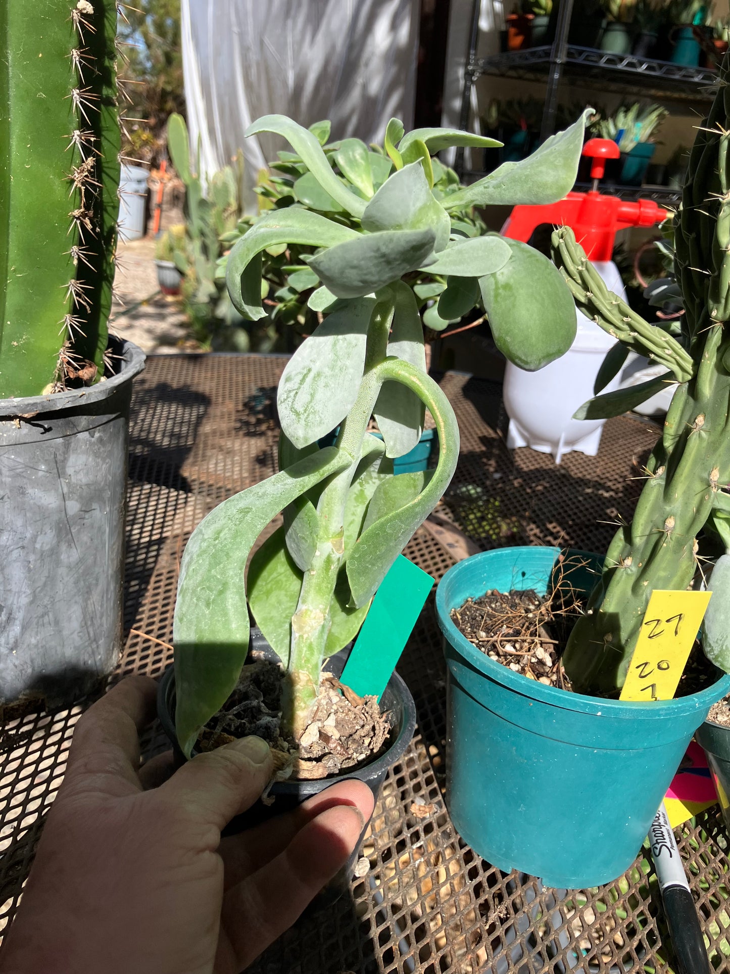 Cotyledon Silver Waves Succulent 9"Tall #99G